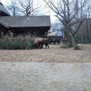 European bison 290118