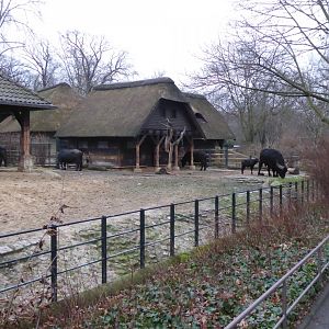 Asiatic water buffalo 290118