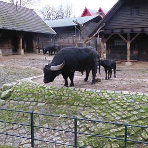 Asiatic water buffalo 290118