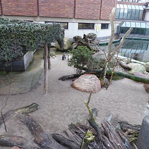 Black-footed penguins exhibit 280118