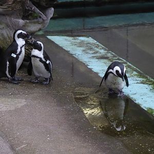 Black-footed penguins 280118