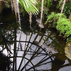 American alligators 280118