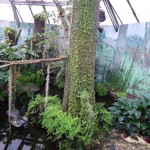 American alligator 280118