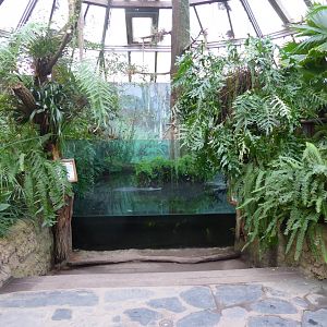 American alligator viewing window 280118