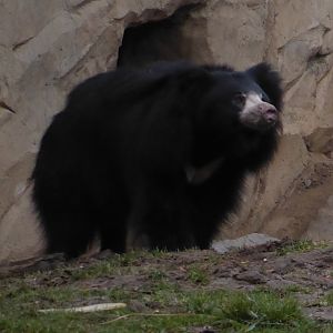 Sloth bear 280118