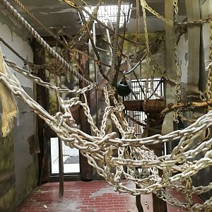 Greater spot-nosed monkey indoor exhibit