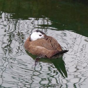 White-headed duck 280118