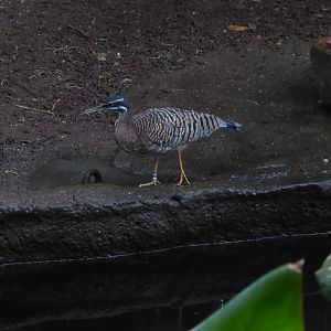 Gondwanaland - Sunbittern 280118