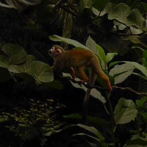 Gondwanaland - Squirrel monkey 280118
