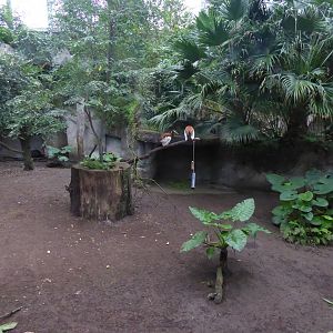 Gondwanaland - Malayan tapir exhibit plus Madagascar crested ibises 280118