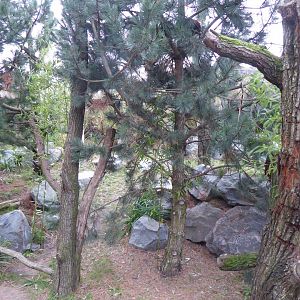 Lesser panda exhibit 280118