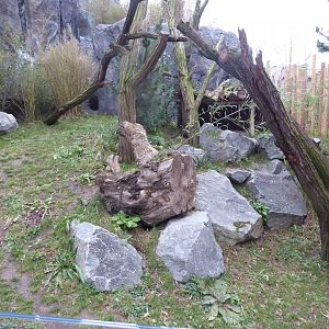 Lesser panda exhibit 280118