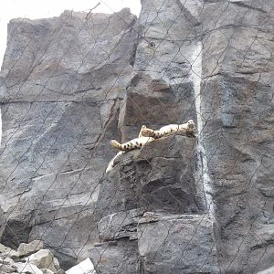 Snow leopard 280118