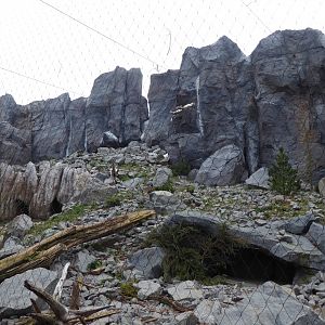 Snow leopard exhibit 280118