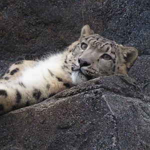 Snow leopard 280118