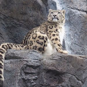 Snow leopard 280118