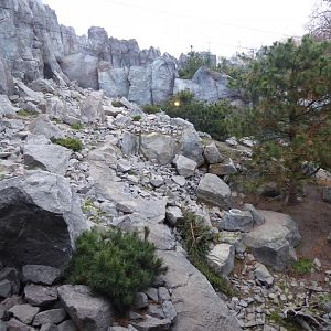 Snow leopard exhibit 280118