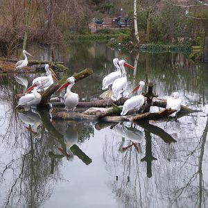 Dalmatian pelicans 280118