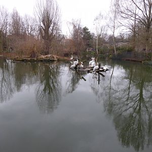 Pelican pond 280118