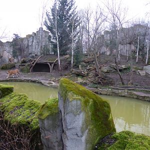 Siberian tiger exhibit 280118