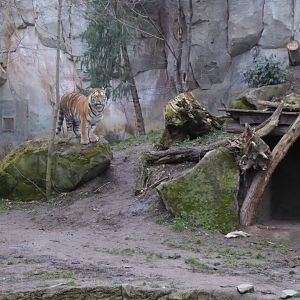 Siberian tiger 280118