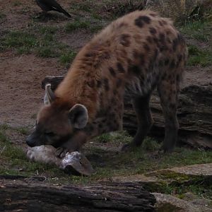 Spotted hyena 280118