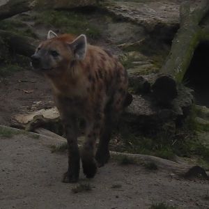 Spotted hyena 280118