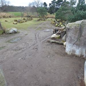 Eastern black rhinoceros exhibit 280118