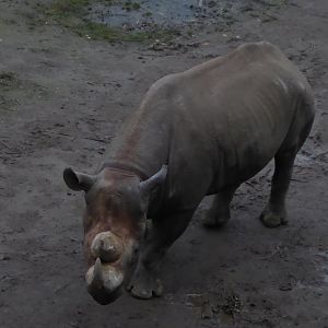 Eastern black rhinoceros 280118