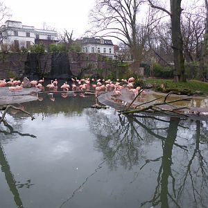 Chilean flamingos 280118