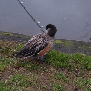 Chiloe wigeon 280118