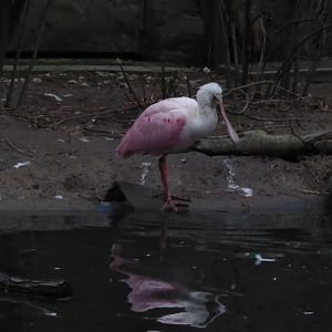 Roseate spoonbill 280118
