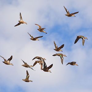 Grey teal,Pacific black & pink-eared ducks