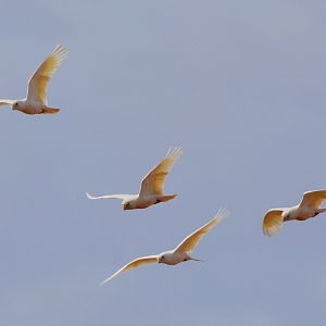 Little corellas