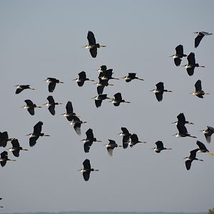 Pied herons