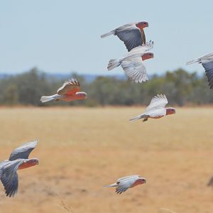 Galahs