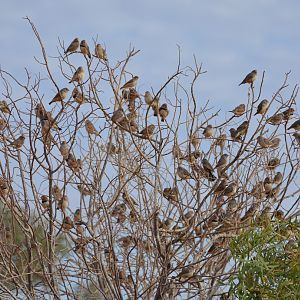 Zebra finches