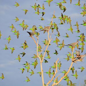 Budgerigars & Crested pigeons