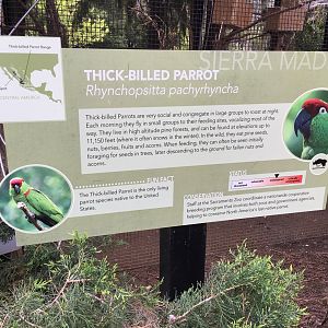 Thick Billed parrot sign