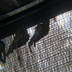 Thick Billed parrots