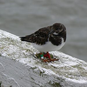Ruddy Turnstone - 1 April 2018, Scarborough Harbour