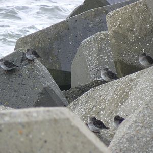 Purple Sandpiper - 1 April 2018, Scarborough Harbour