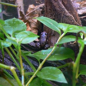 Trinidad Stream Frog - 28 March 2018