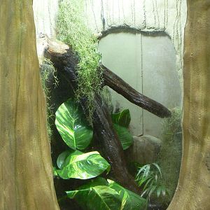 Amazon Milk Frog Enclosure - 28 March 2018