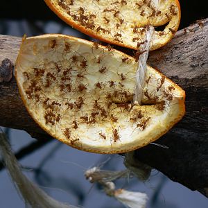 Leafcutter Ants - 28 March 2018