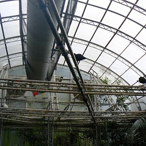 View of Roof with Birds - 28 March 2018