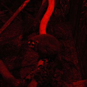 Southern Bolivian Night Monkey - 28 March 2018