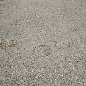 Elephant interpretation