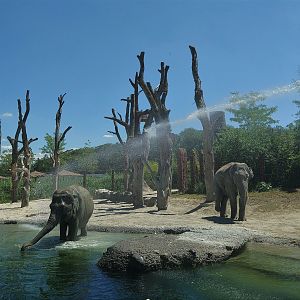 Elephant shower