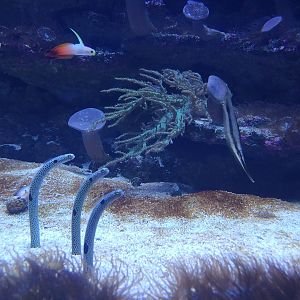Garden Eels